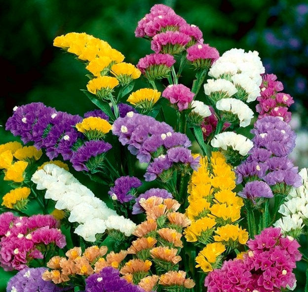 Wavyleaf Sea Lavender 50 seeds mix colors Vesta Market