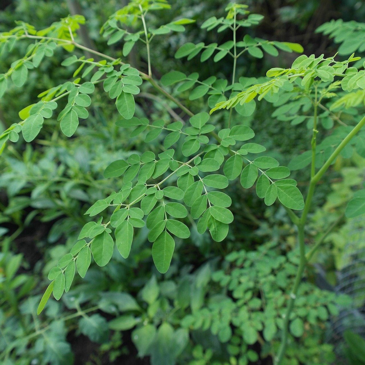 Moringa 5 seeds for planting Moringa oleifera - Vesta Market