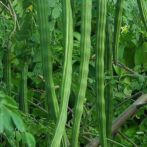 Moringa 5 seeds for planting Moringa oleifera - Vesta Market