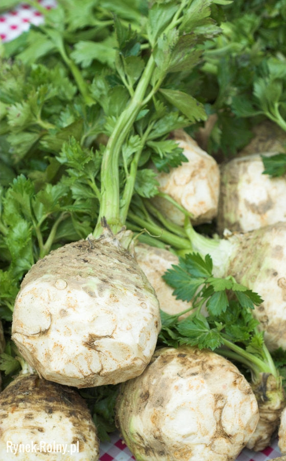 Celery Root Albin 100 Seeds - Vesta Market