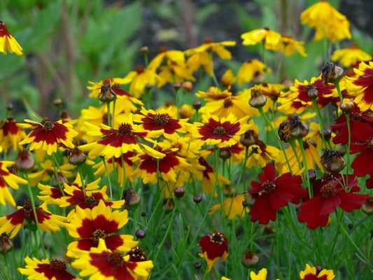 Plains Coreopsis Mardi Gras 100 Seeds - Vesta Market