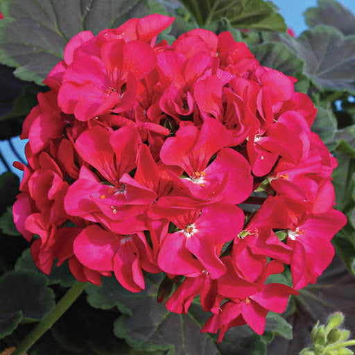 Geranium Dark Pink Pelargonium 10 Seeds - Vesta Market