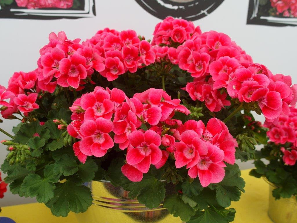 Geranium Dark Pink Pelargonium 10 Seeds - Vesta Market