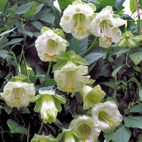 6 seeds Cathedral Bells WHITE Climbing Kobea - Vesta Market