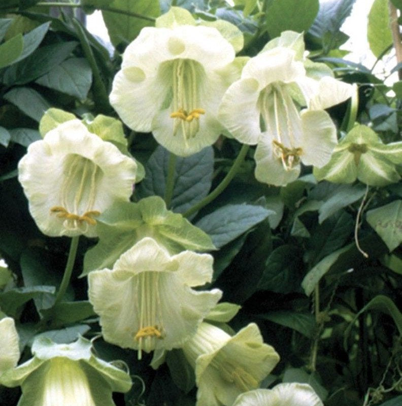 6 seeds Cathedral Bells WHITE Climbing Kobea - Vesta Market