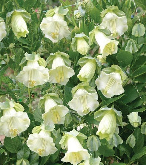 6 seeds Cathedral Bells WHITE Climbing Kobea - Vesta Market