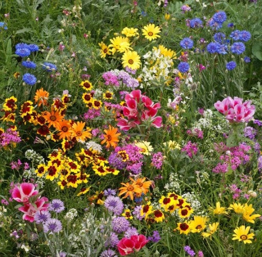 Meadow Wild Flowers Mixture 500 seeds - Vesta Market