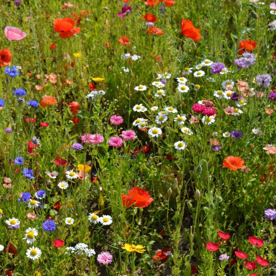 Meadow Wild Flowers Mixture 500 seeds - Vesta Market