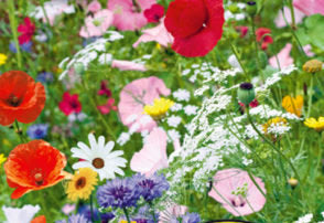 Bees Attracting Flower Mix 500 seeds - Vesta Market