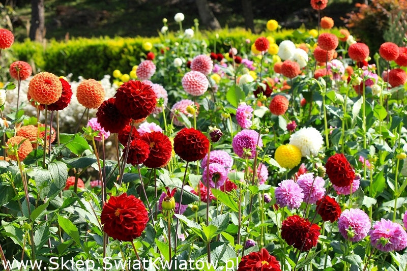 Dahlia Flower Mixed Colors 50 Seeds - Vesta Market