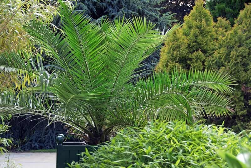 Phoenix Canariensis Palm Tree 5 seeds - Vesta Market