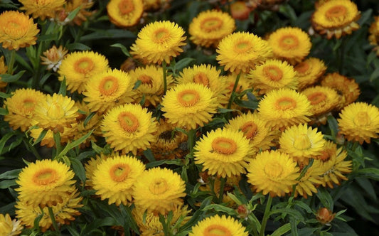 Strawflower Yellow 400 Seeds Vesta Market
