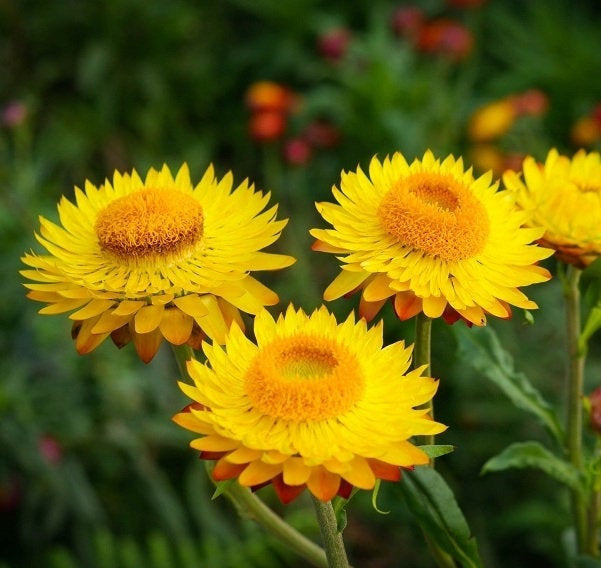 Strawflower Yellow 400 Seeds Vesta Market