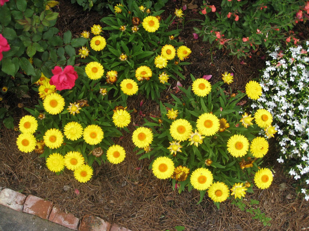 Strawflower Yellow 400 Seeds Vesta Market