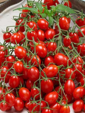 Sweet Cherry Tomato 100 seeds Vesta Market