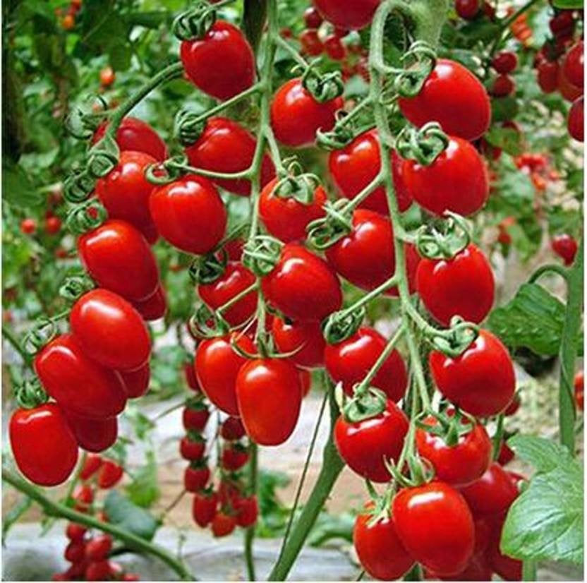 Sweet Cherry Tomato 100 seeds Vesta Market