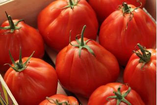 Red Pear tomato 300 seeds Vesta Market