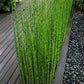 Bamboo Plant 5 seeds - Vesta Market