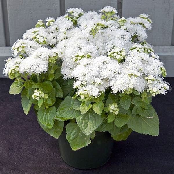 Bluemink White - Ageratum houstonianum - 200 seeds - Vesta Market
