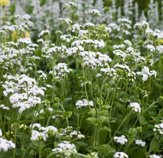 Bluemink White - Ageratum houstonianum - 200 seeds - Vesta Market