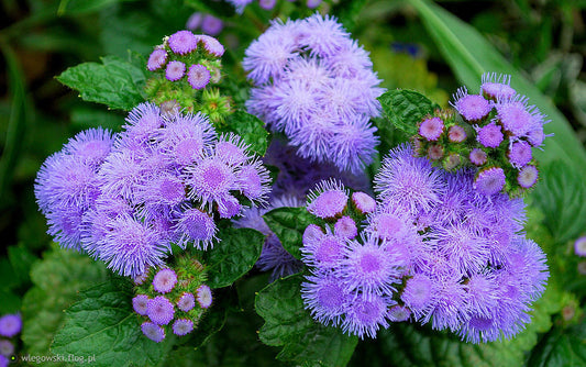 Bluemink Blue - Ageratum houstonianum - 200 seeds - Vesta Market