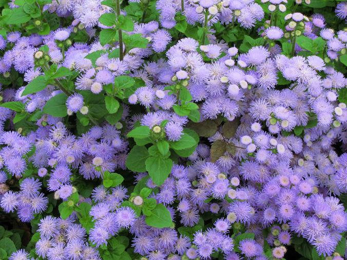 Bluemink Blue - Ageratum houstonianum - 200 seeds - Vesta Market