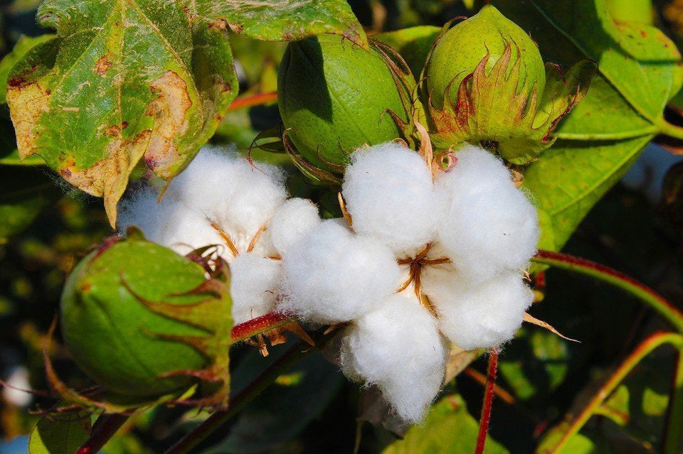 Unique Ornamental Cotton 5 seeds Vesta Market