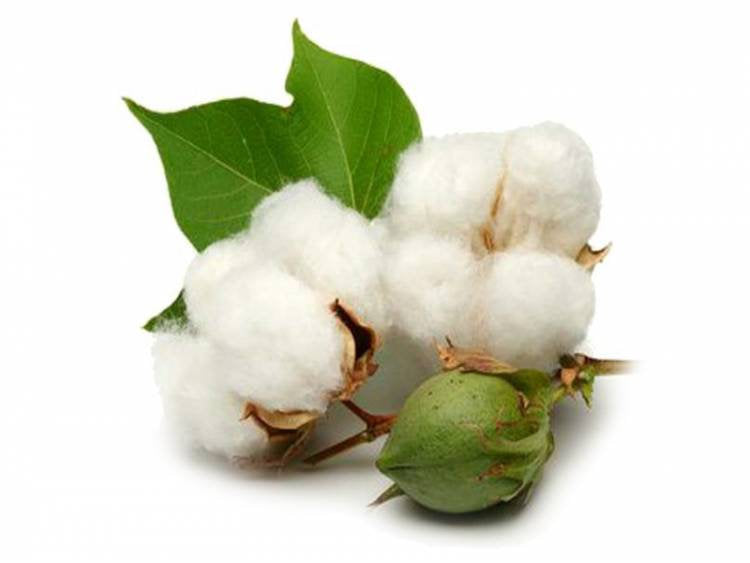 Unique Ornamental Cotton 5 seeds Vesta Market