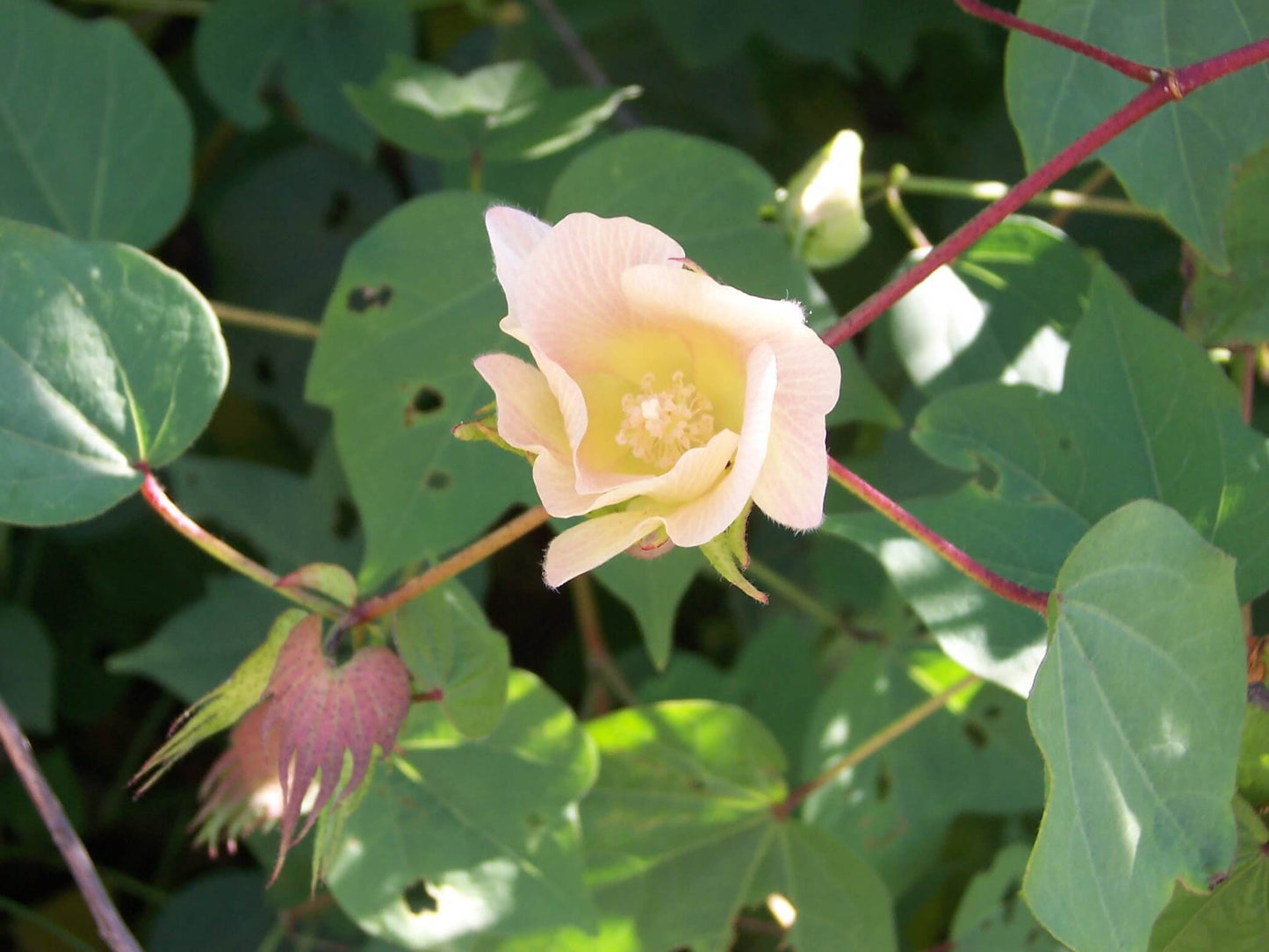 Unique Ornamental Cotton 5 seeds Vesta Market