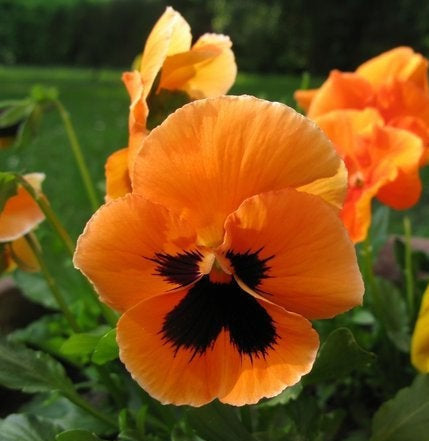 Pansy Orange Botched 100 seeds - Vesta Market