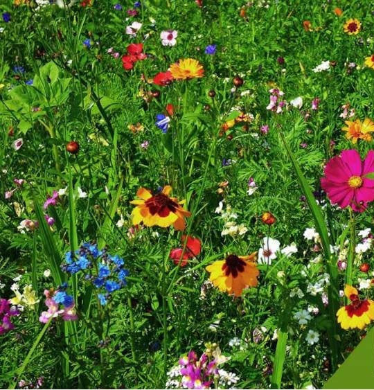 Mosquito Repelling TAPE Flower Mix 6 meters 20 feet - Vesta Market