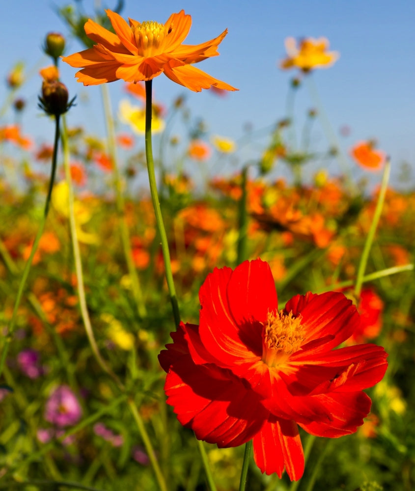 Sulfur Cosmos mixed colors 100 Seeds Vesta Market