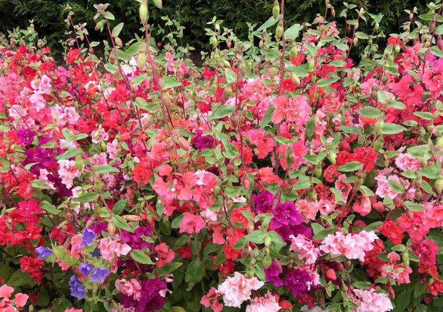 Clarkia Flower Mixed Colords 1000 Seeds - Vesta Market