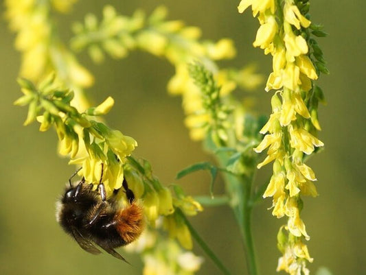 Wild Yellow Sweet Cover - Melilotus officinalis 3 grams - 1000 seeds NON GMO Vesta Market