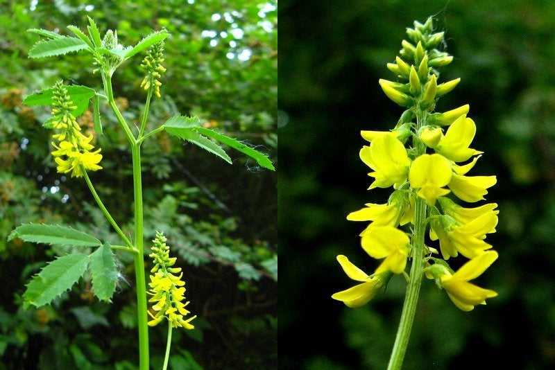 Wild Yellow Sweet Cover - Melilotus officinalis 3 grams - 1000 seeds NON GMO Vesta Market