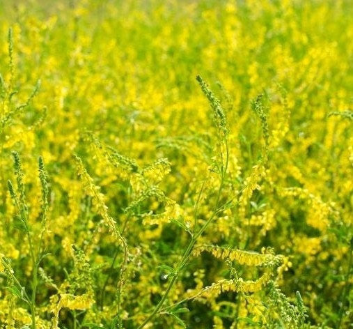 Wild Yellow Sweet Cover - Melilotus officinalis 3 grams - 1000 seeds NON GMO Vesta Market
