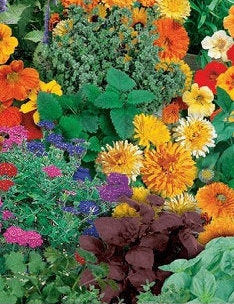 Mosquito Mix Flower seeds 200 seeds - Vesta Market