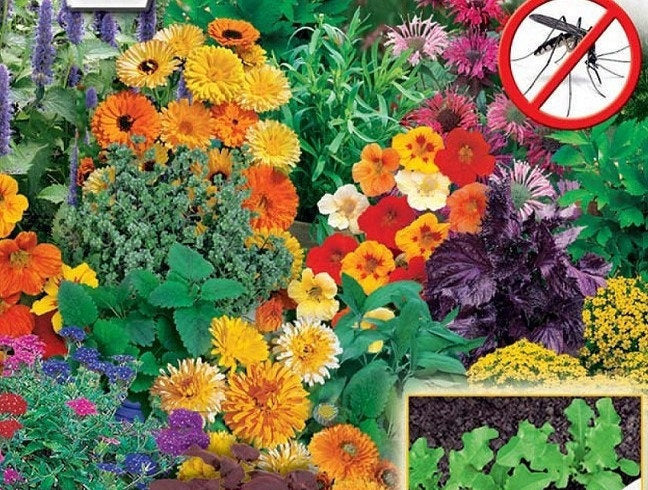Mosquito Mix Flower seeds 200 seeds - Vesta Market