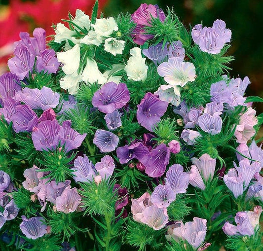 Viper's-Bugloss Flower Mixed 100 seeds Vesta Market