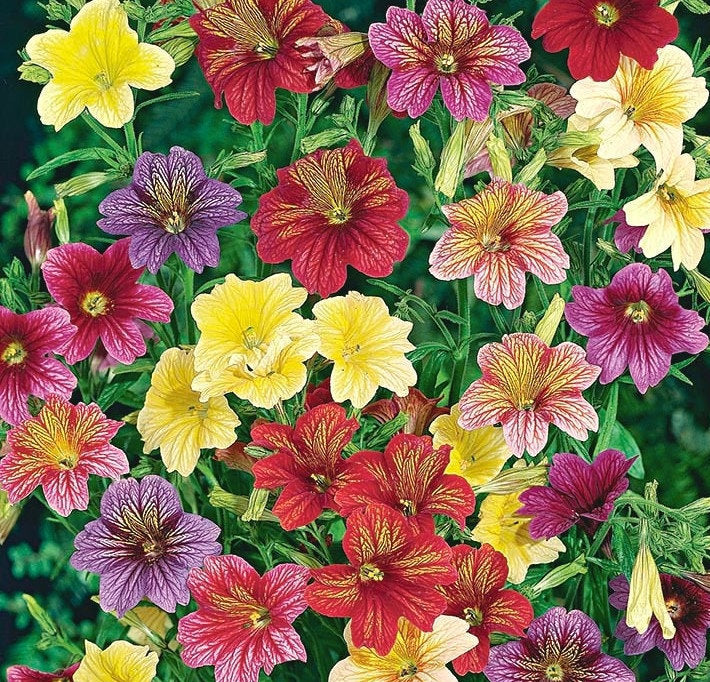 Velvet Trumpet Flower 50 seeds Vesta Market