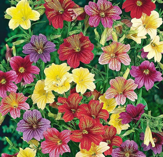 Velvet Trumpet Flower 50 seeds Vesta Market