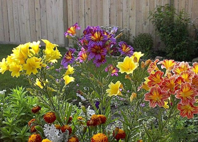 Velvet Trumpet Flower 50 seeds Vesta Market