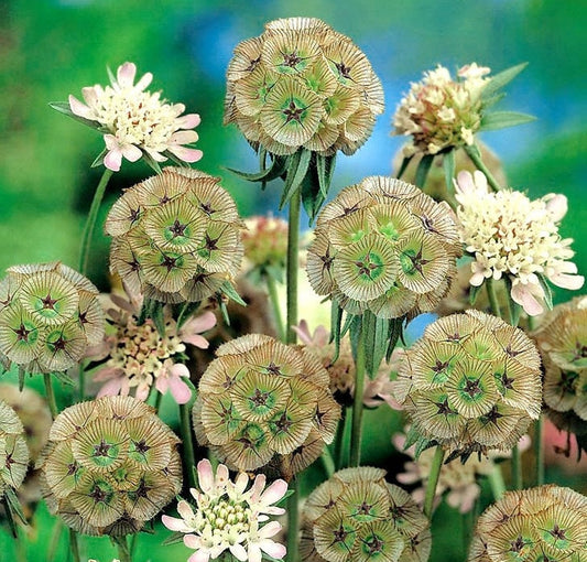 Starflower Scabiosa Drumsticks 25 seeds Vesta Market