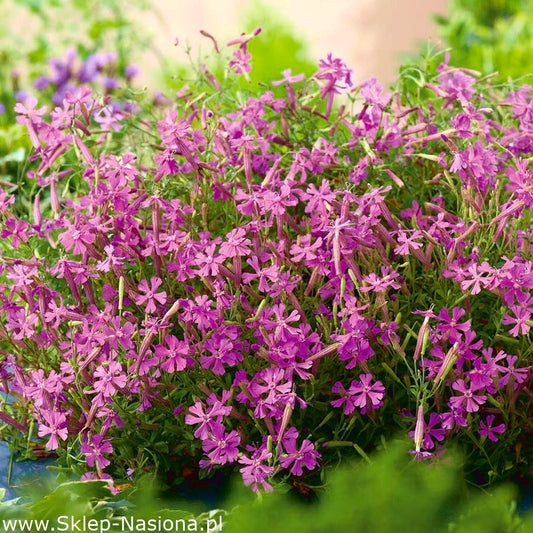 Nodding Catchfly 100 seeds - Vesta Market