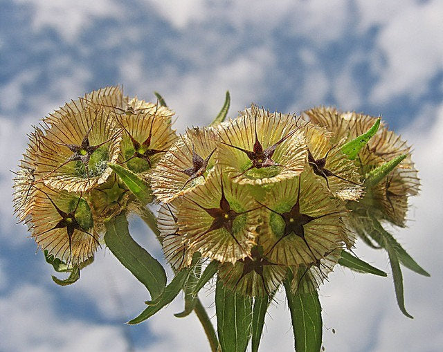 Starflower Scabiosa Drumsticks 25 seeds Vesta Market