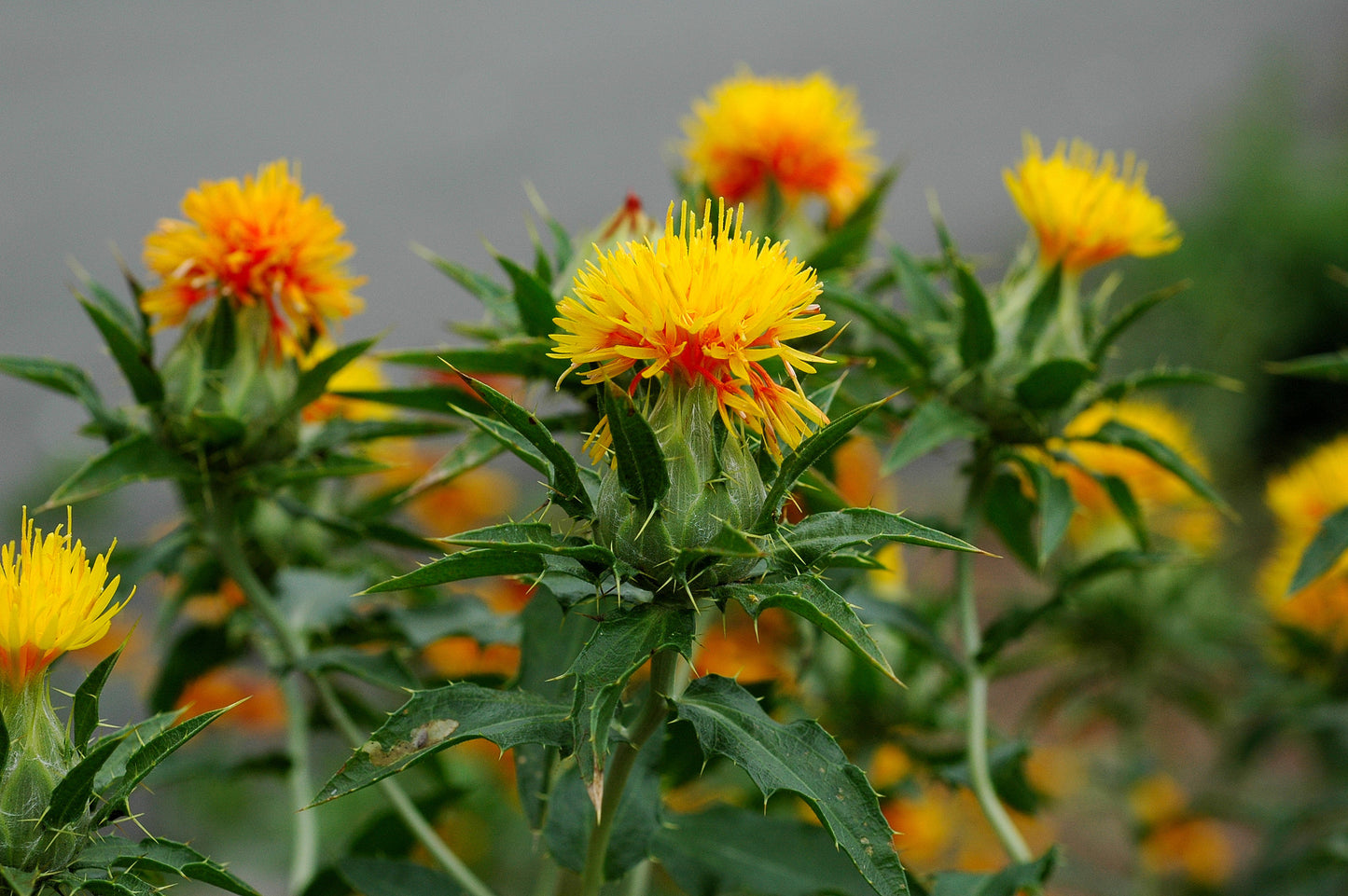 Safflower, Carthamus tinctorius 30 seeds Vesta Market