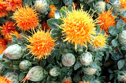 Safflower, Carthamus tinctorius 30 seeds Vesta Market