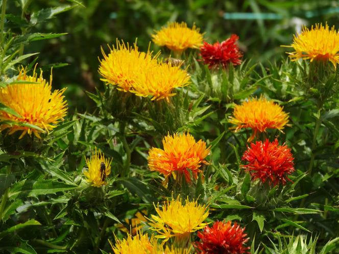 Safflower, Carthamus tinctorius 30 seeds Vesta Market