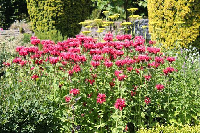 Monarda Mix Colors Bee Balm Monarda didyma 50 seeds Vesta Market