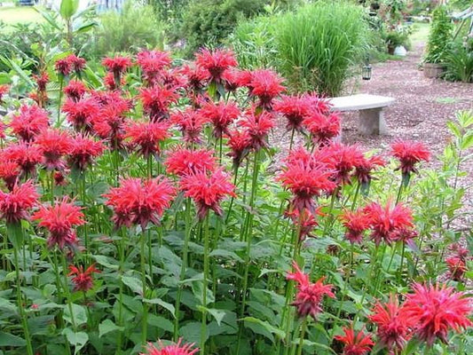 Monarda Mix Colors Bee Balm Monarda didyma 50 seeds - Vesta Market